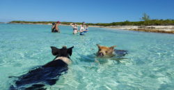 People n Pigs
