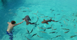 Sharks Swim